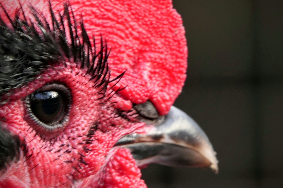 Zonder mascara! - Vogels - Haan