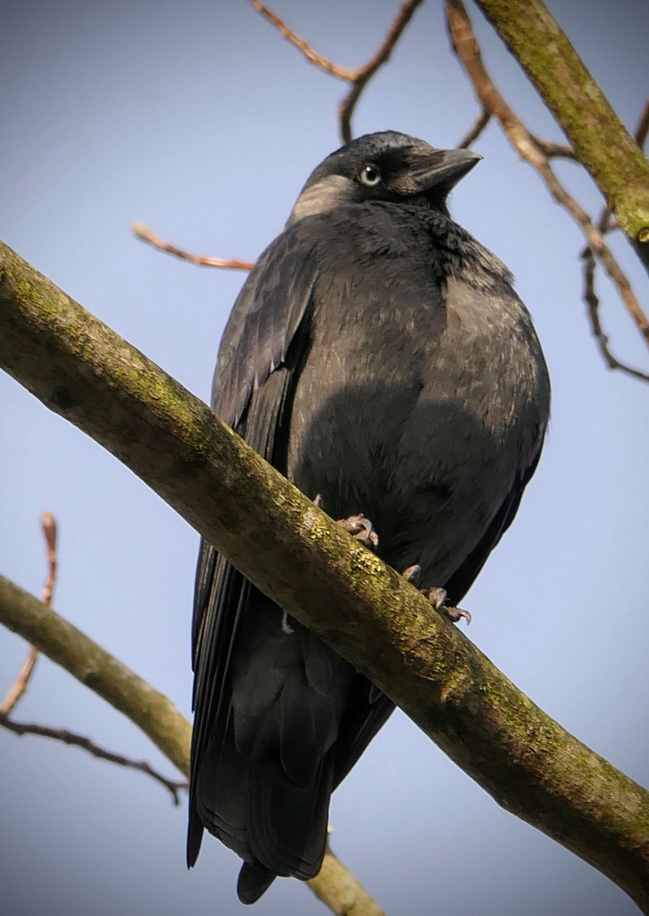 "Zorro" - Vogels - Kauw