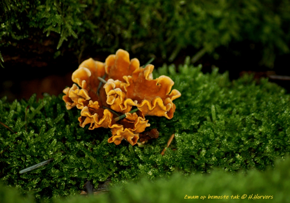 Zwam op bemoste tak - Schimmels - Zwam