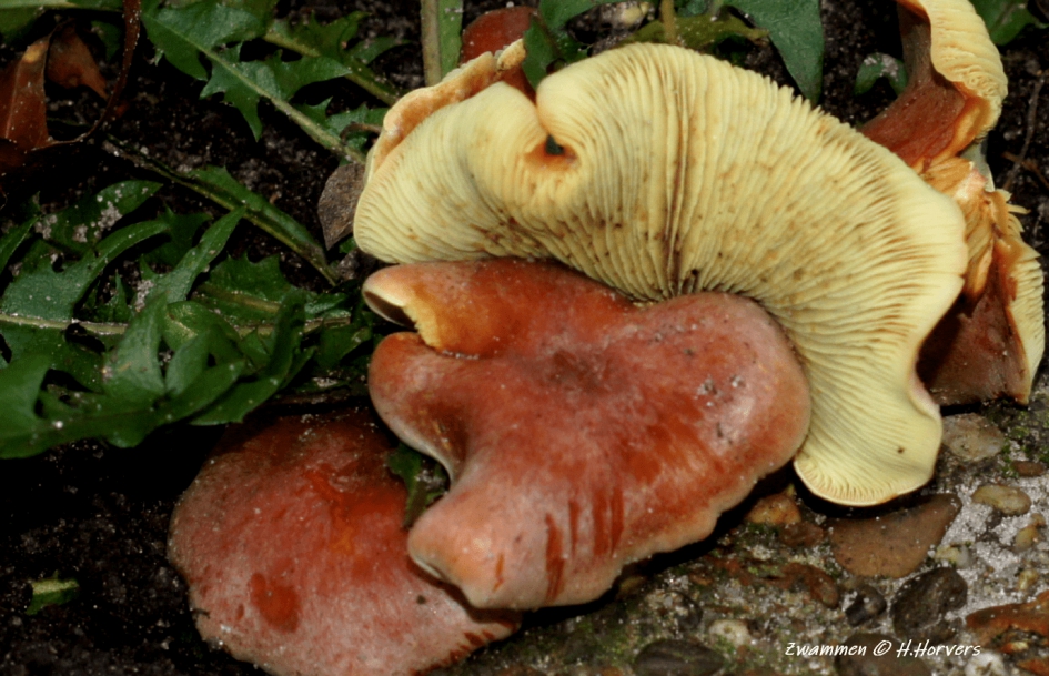 Zwammen - Schimmels - Zwammen