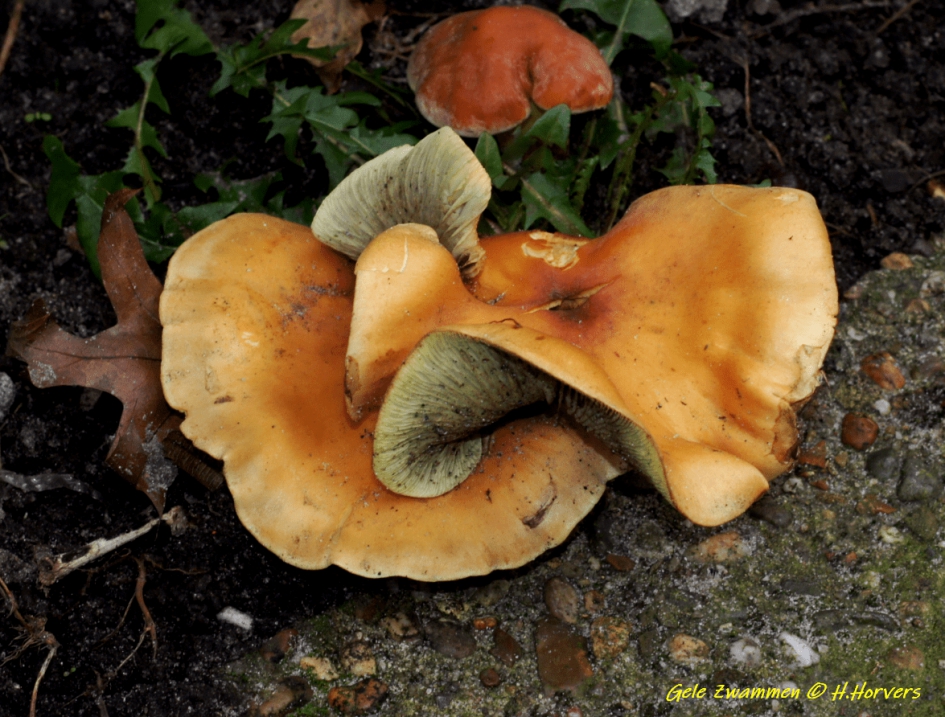 Zwammen. - Schimmels - Zwammen.