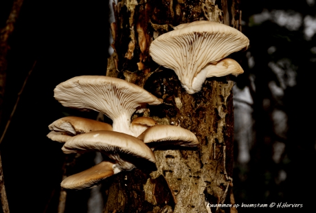 Zwammen op boomstam.