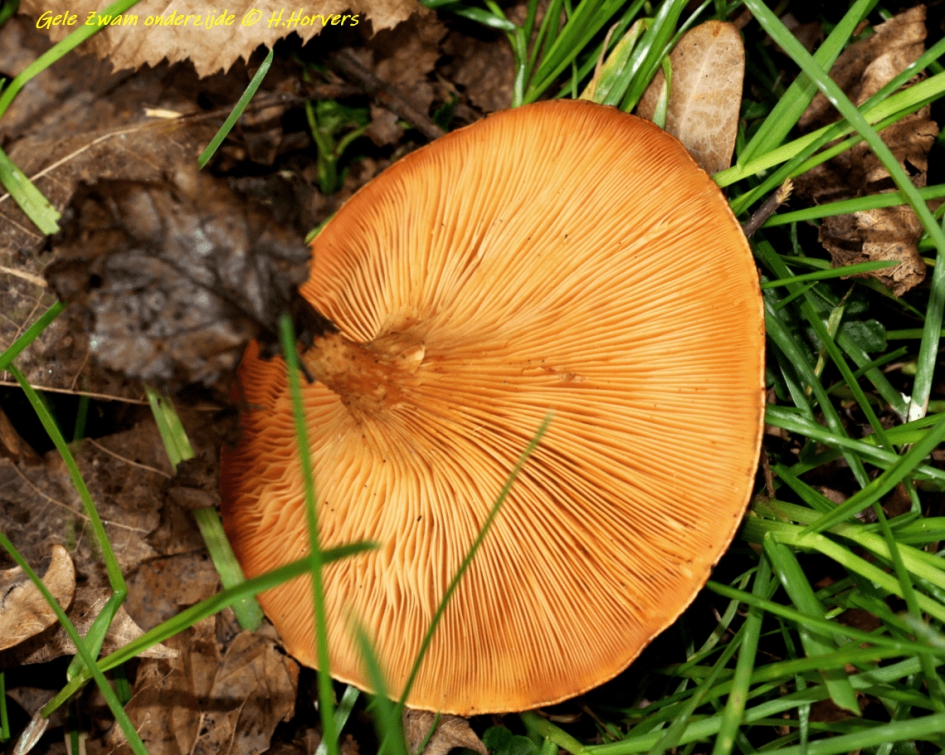 Zwammetje - onderkant. - Schimmels - Zwammetje - onderkant.