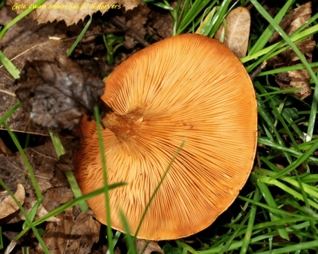 Zwammetje - onderkant.