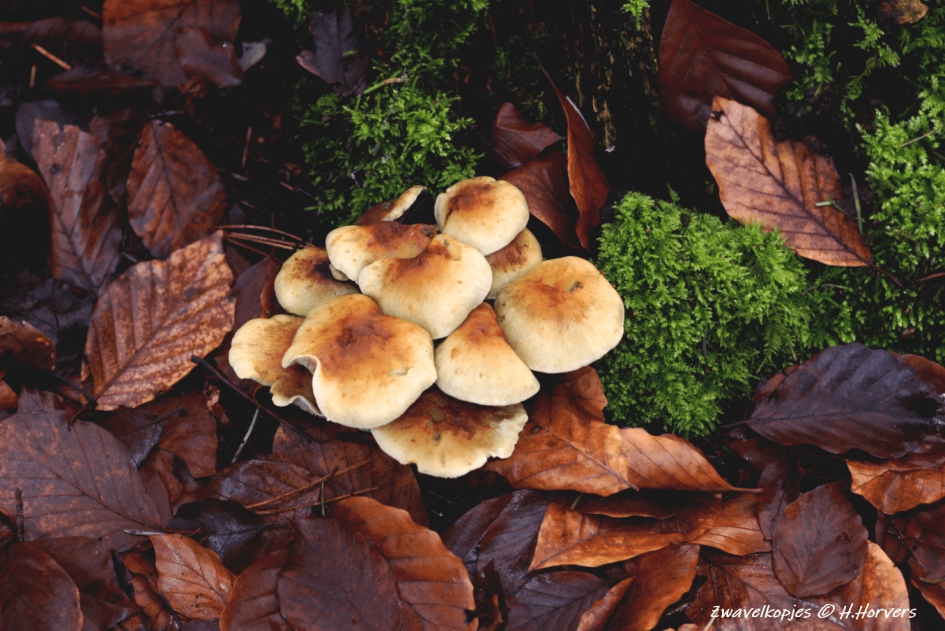 Zwavelkoppen . - Schimmels - Zwavelkoppen