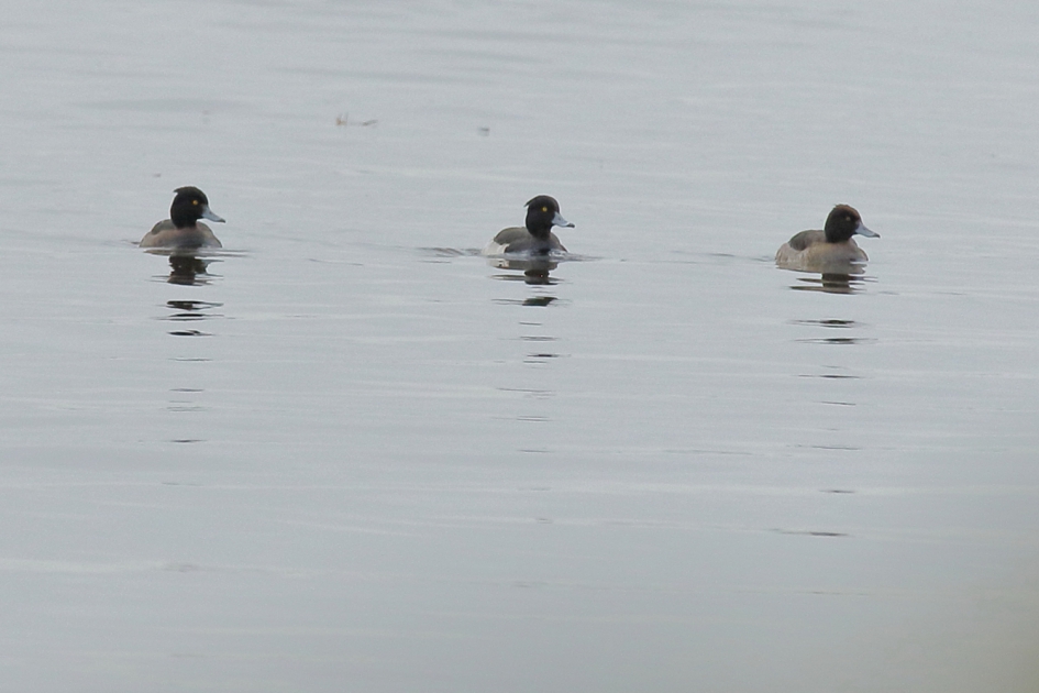 2 hofdames - Vogels - kuifeend