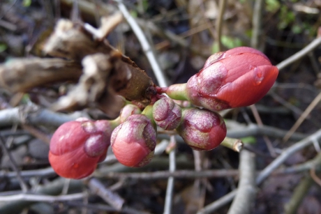 Chaenomeles