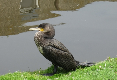 Aalscholver