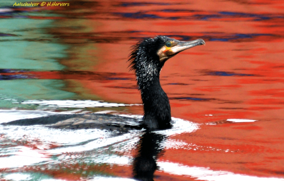 Aalscholver - Vogels - Aalscholver