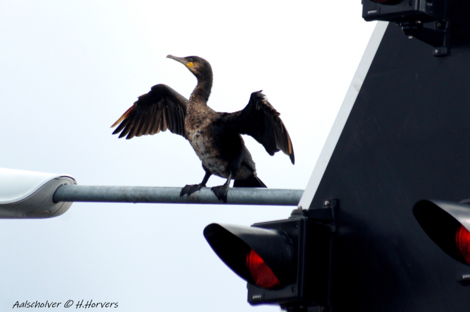 Aalscholver - Vogels - Aalscholver