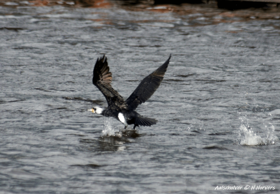 Aalscholver - Vogels - Aalscholver