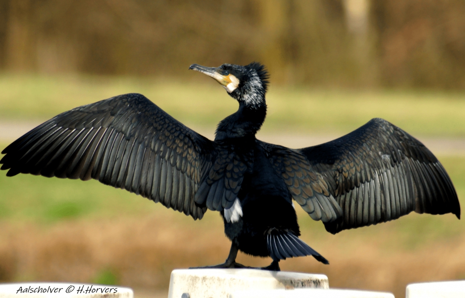Aalscholver,  effe drogen... - Vogels - Aalscholver