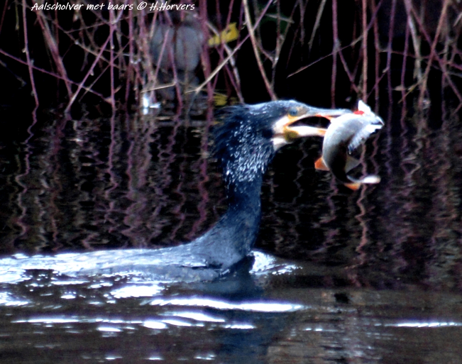 Aalscholver met baars - Vogels - Aalscholver