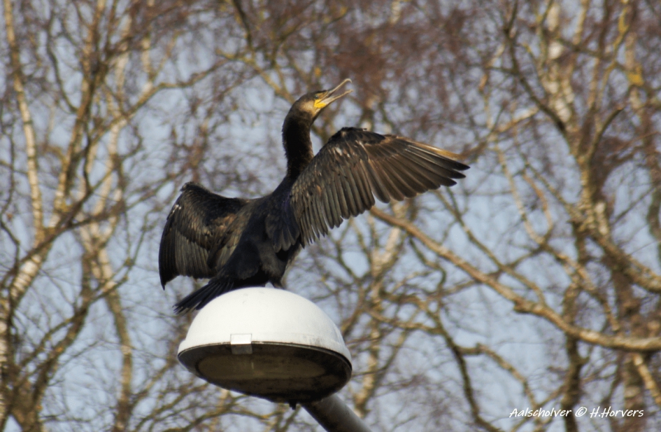 Aalscholver op lantaarn. - Vogels - Aalscholver