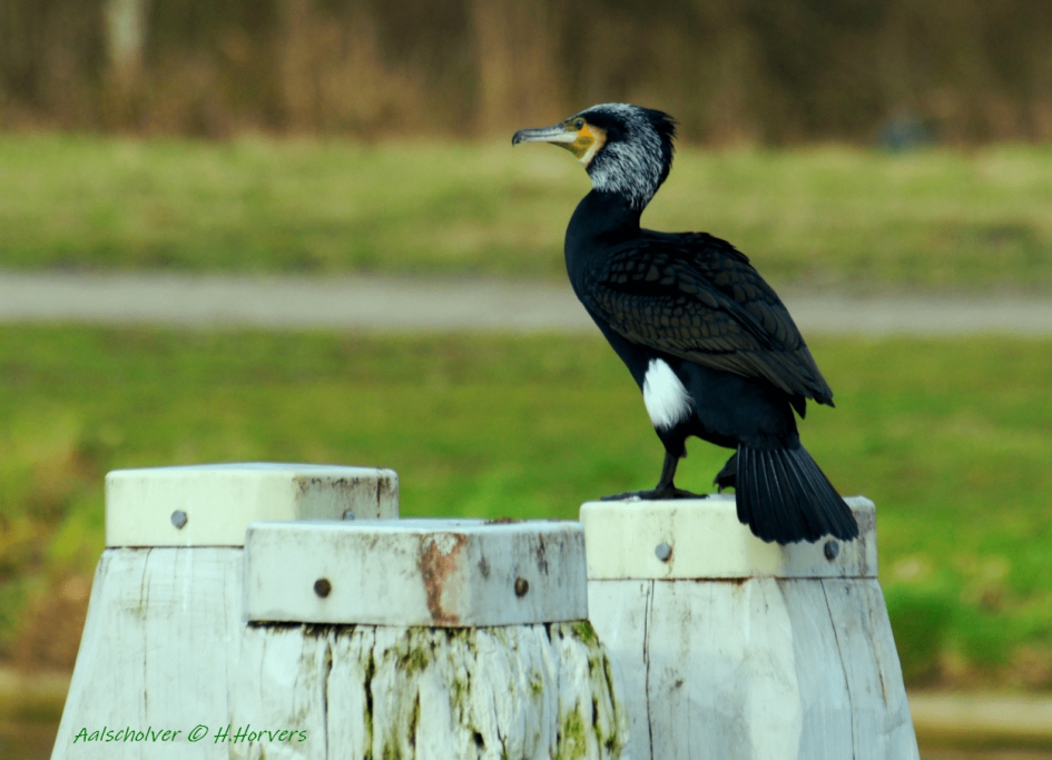 Aalscholver op meerpaal - Vogels - Aalscholver