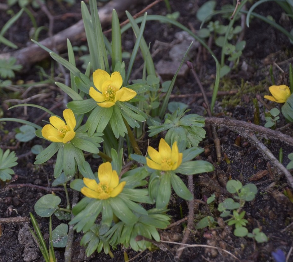 Akonieten - Planten - 
