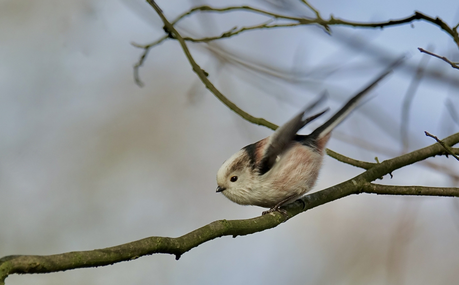 Altijd in beweging - Vogels - Staartmees