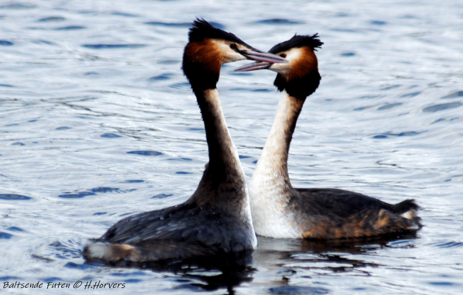 Baltsende Futen - Vogels - Baltsende Futen