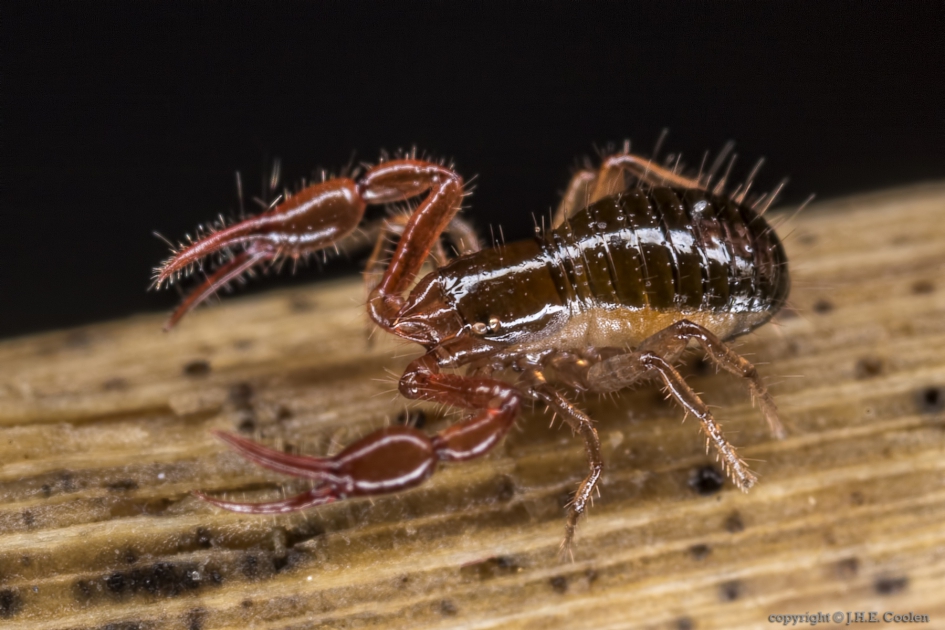 Bastaardschorpioen - Geleedpotigen - Bastaardschorpioen