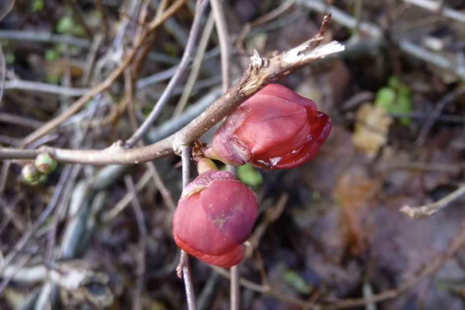 Chaenomeles - Planten - 