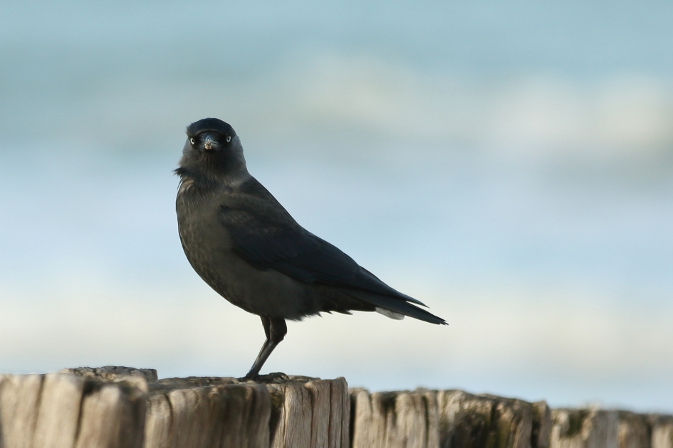 bedoel je mij? - Vogels - kauw