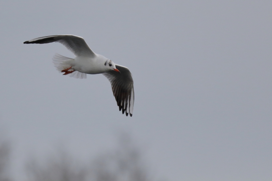 beetje kleur in het grijs - Vogels - kokmeeuw