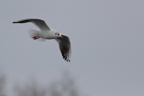 beetje kleur in het grijs
