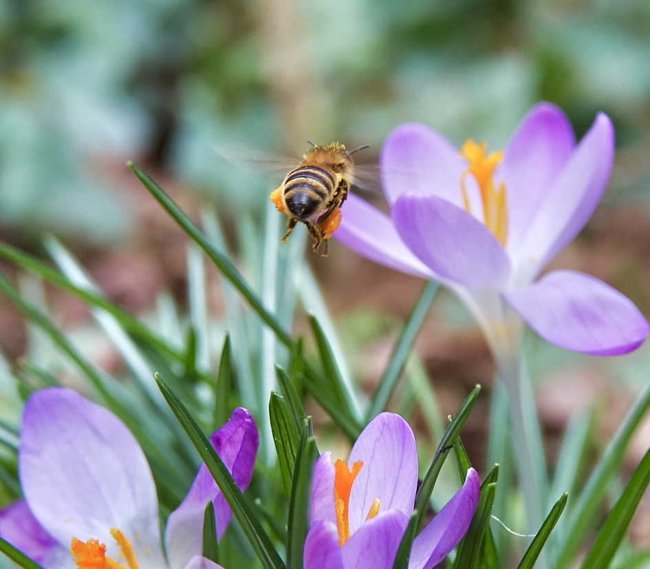 Beladen op weg naar meer - Geleedpotigen - Bij