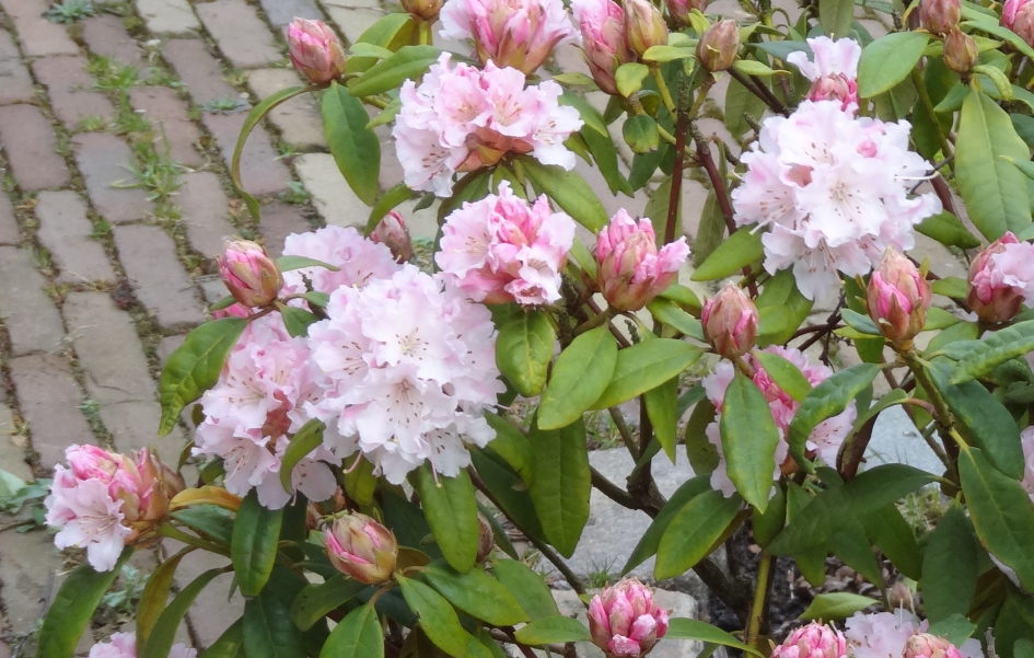ben ik te vroeg ????? - Planten - Rhododendron