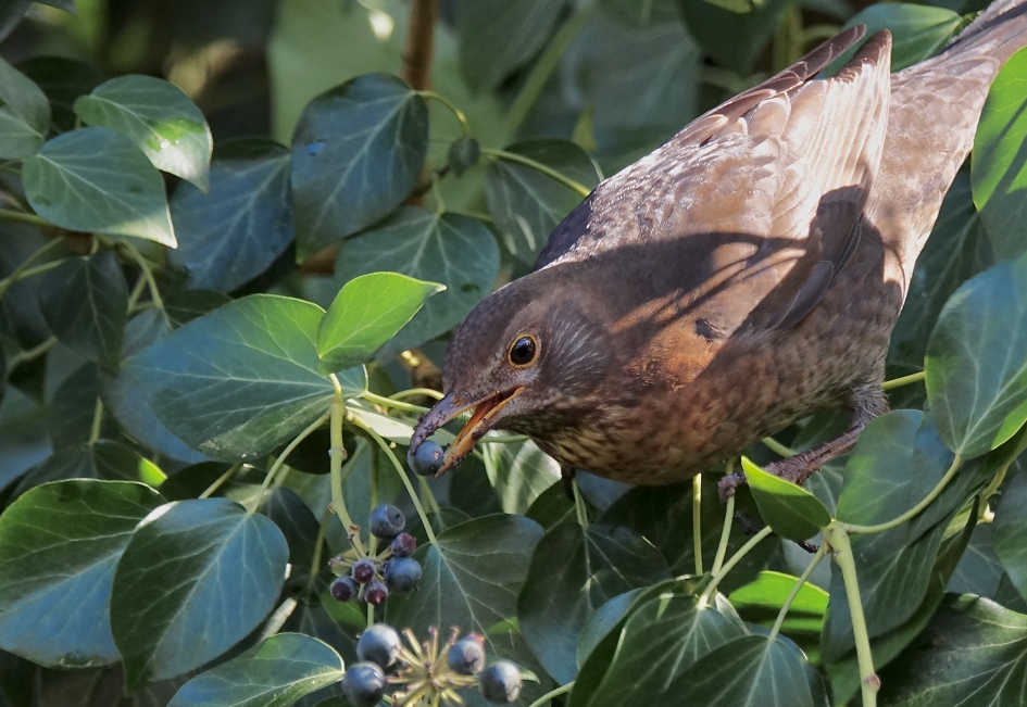 Bes ik heb je - Vogels - Merel