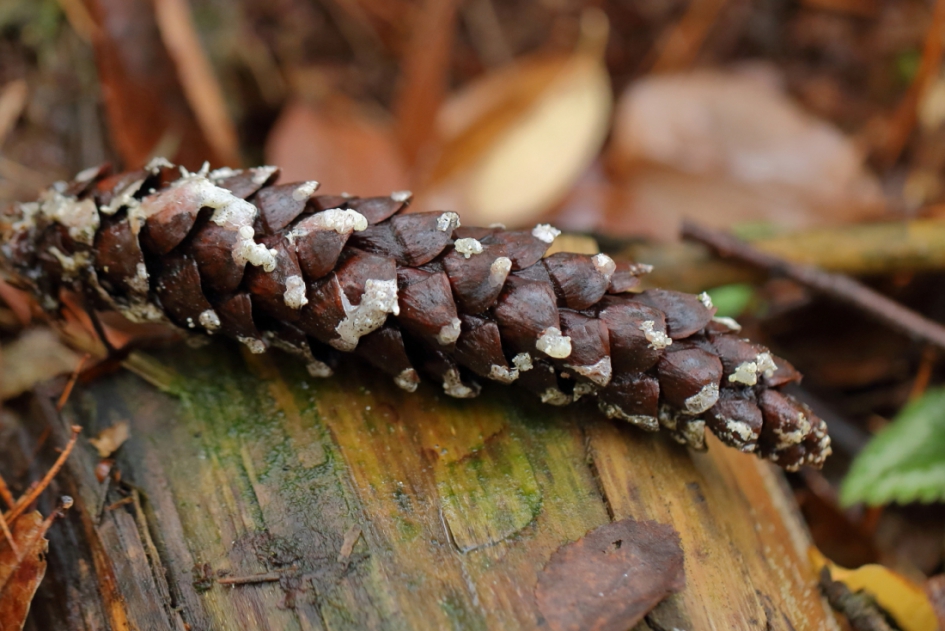 met hars - Planten - 