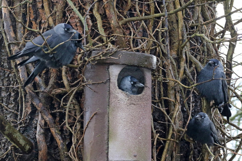 Bezet!! - Vogels - Kauwen