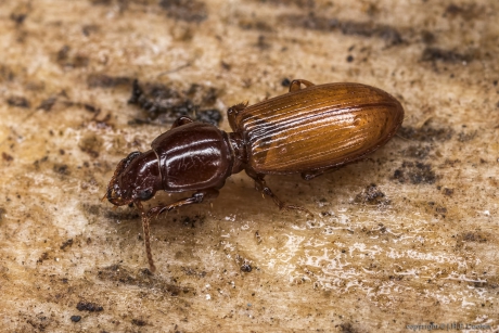 De akkergraver (Clivina collaris)