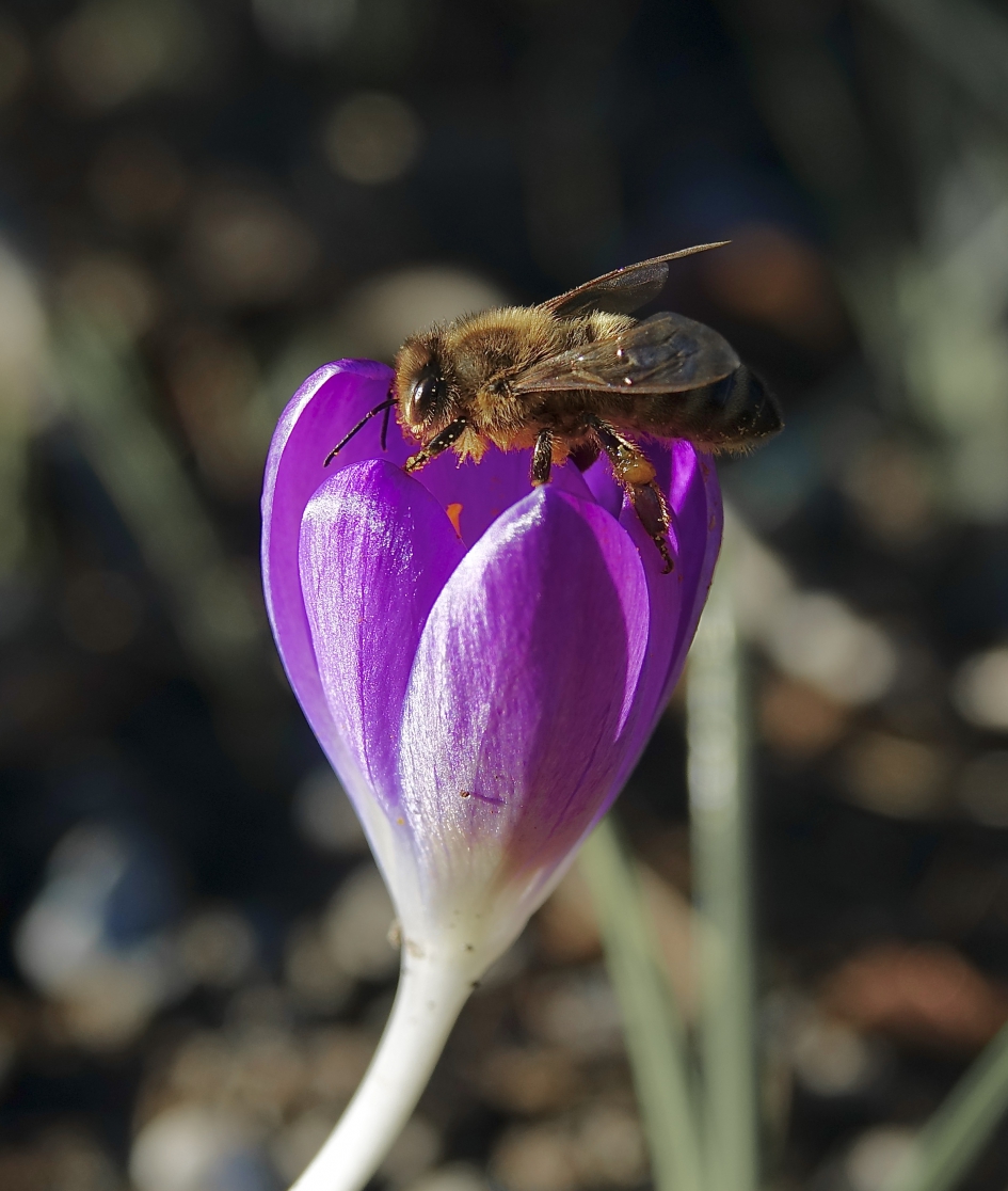 Bij de eerste warme zonnestralen 2 - Geleedpotigen - Bij