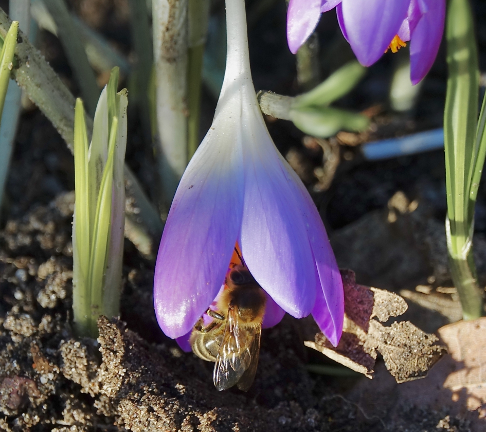 Lampionnetje - Geleedpotigen - Bij