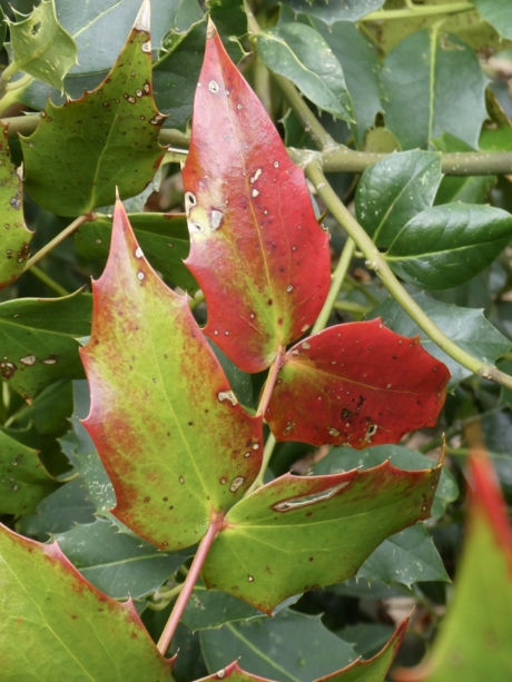 Blad van de mahonia