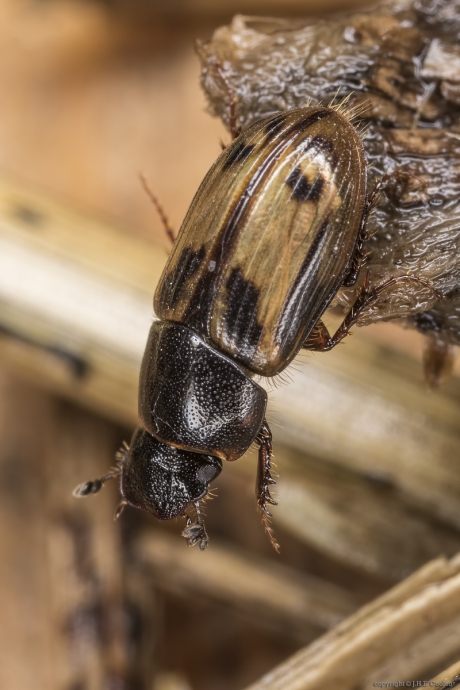 Bladsprietkever (Scarabaeidae)