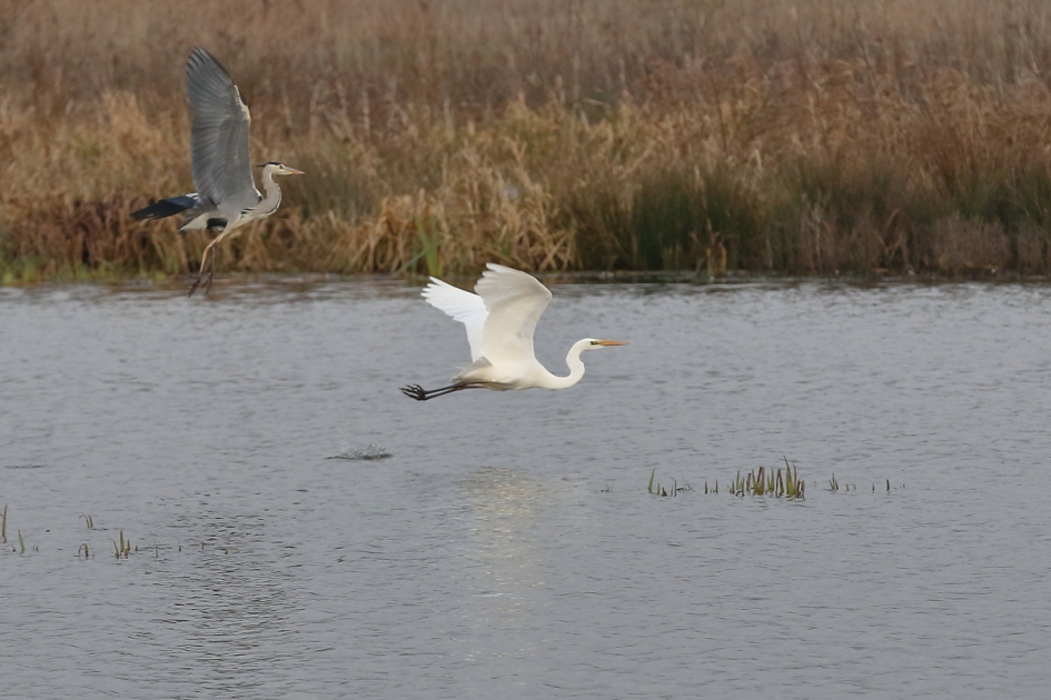 blauw versus zilver - Vogels - blauwe reiger