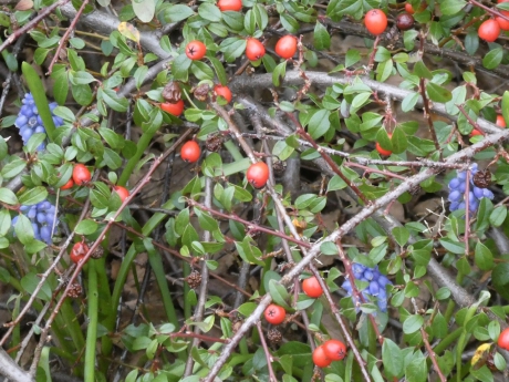 Blauwe druifjes
