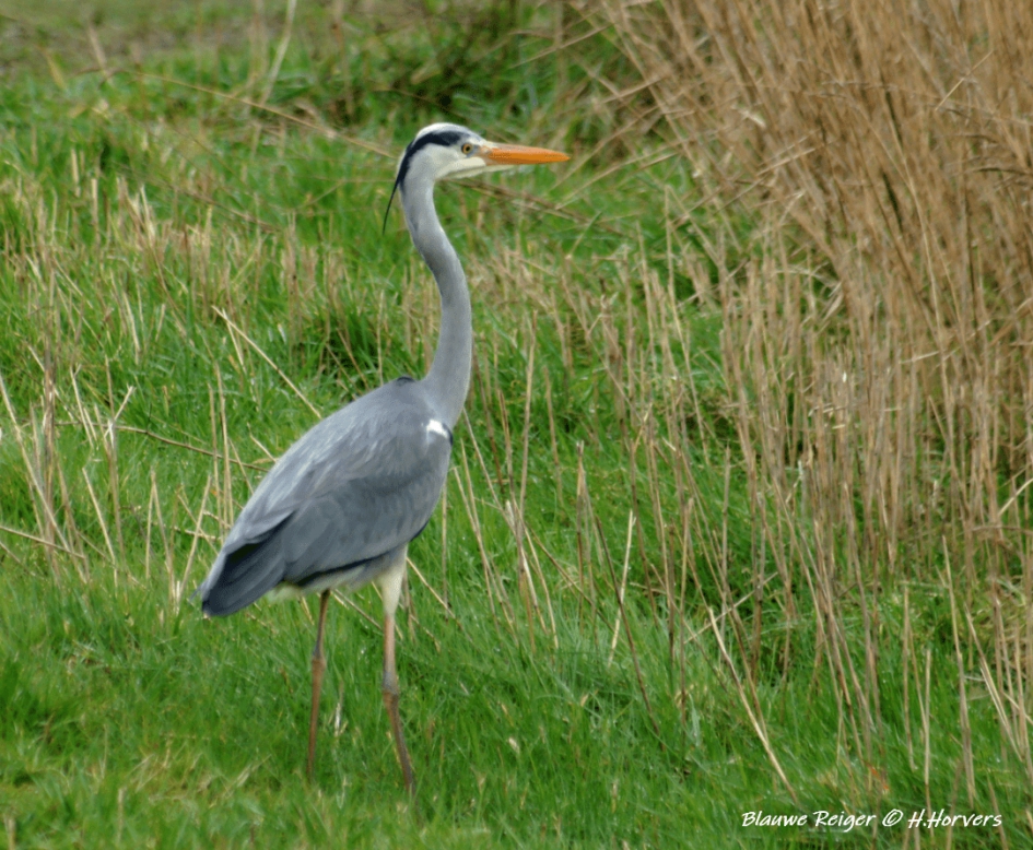 Blauwe Reiger - Vogels - Blauwe Reiger