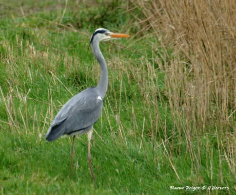 Blauwe Reiger