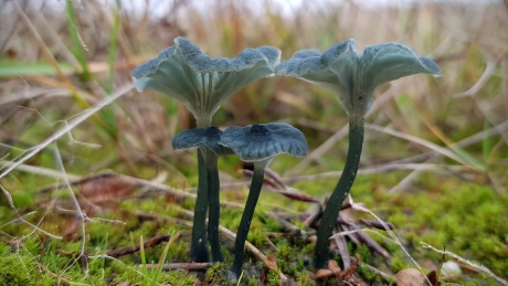 Blauwgroene trechtertjes.