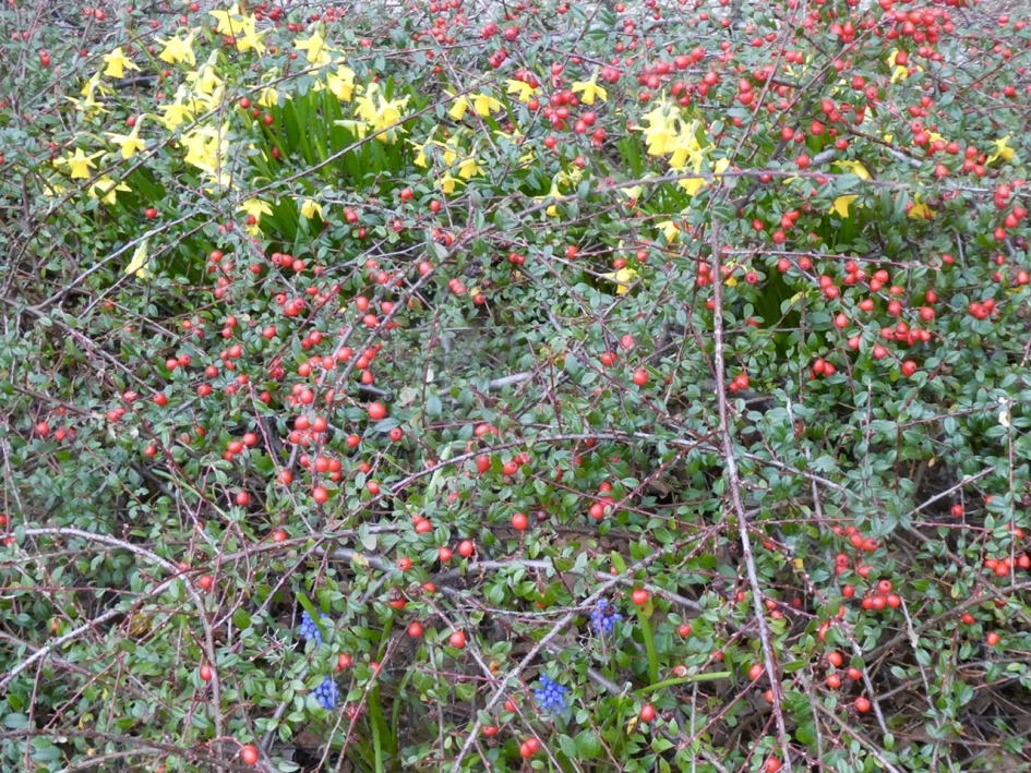 Bodembedekker... - Planten - 