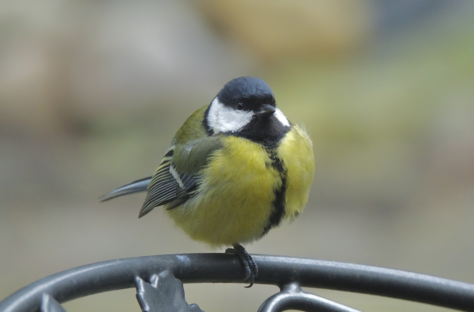 Bolletje - Vogels - Koolmees