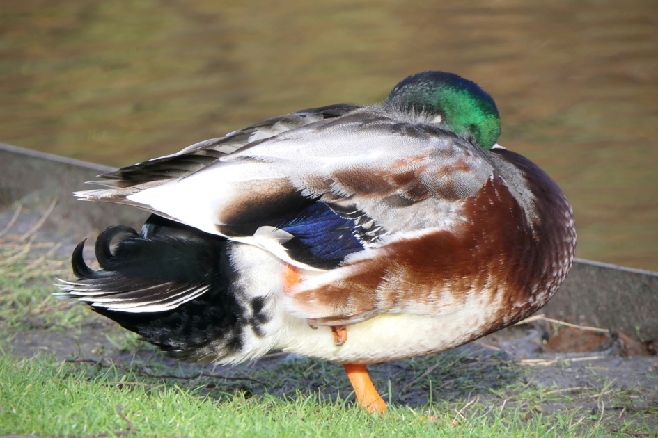 Bont en blauw. - Vogels - Wilde eend