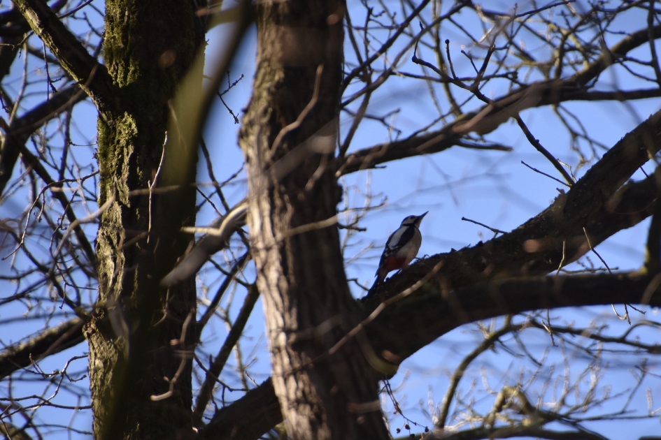 Bonte specht - Vogels - 