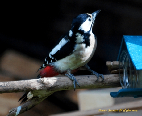 Bonte Specht