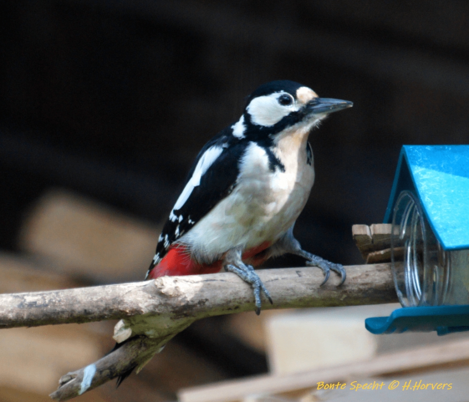 Bonte Specht - Vogels - 