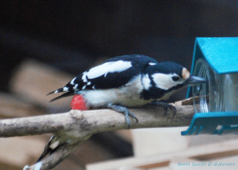 Bonte Specht - Vogels - Bonte Specht
