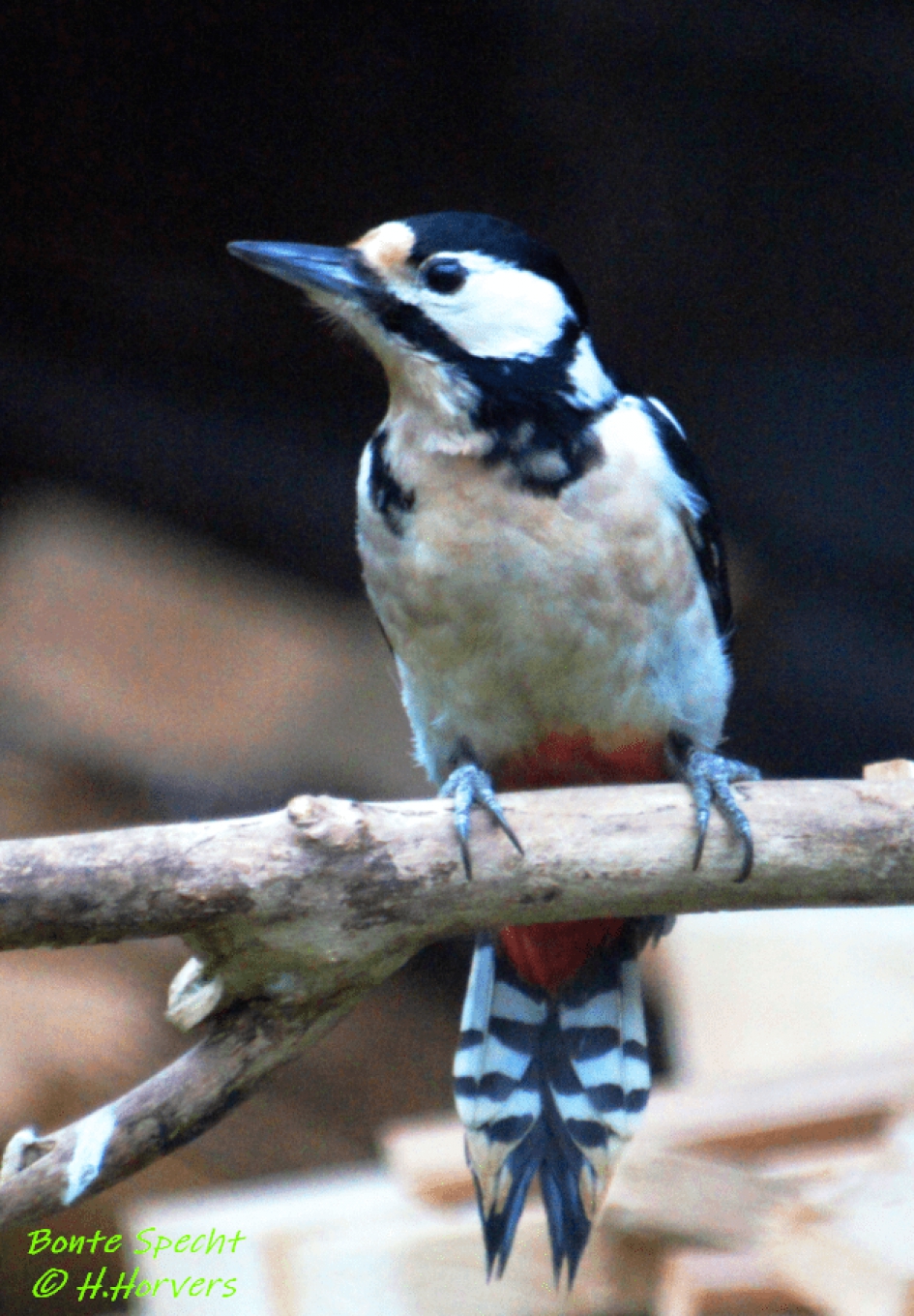 Bonte Specht - Vogels - Bonte Specht